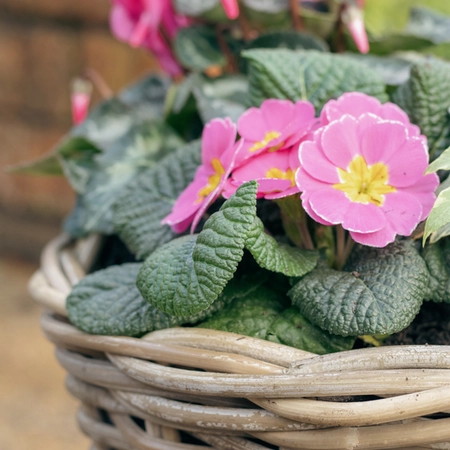 Grey Willow Medium Round Basket Planter ‘Pinks & Purples’ - image 5