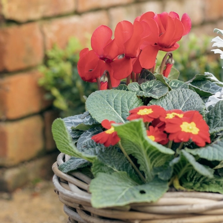 Grey Willow Medium Round Basket Planter ‘Rich Reds’ - image 5