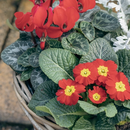 Grey Willow Medium Round Basket Planter ‘Rich Reds’ - image 6