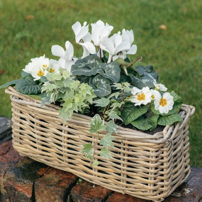 Grey Willow Small Window Box Planter ‘Fresh Greens & Whites - image 1