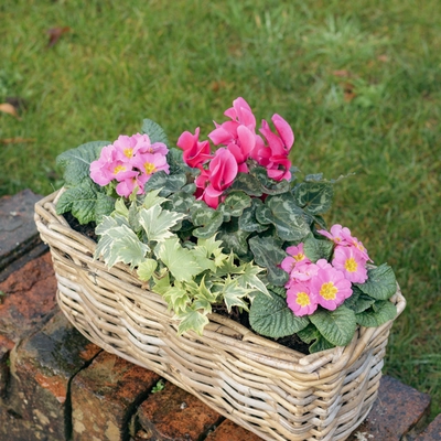 Grey Willow Small Window Box Planter ‘Pinks & Purples' - image 3