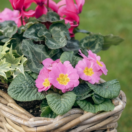 Grey Willow Small Window Box Planter ‘Pinks & Purples' - image 4