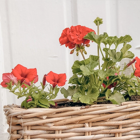 Grey Willow Small Window Box Planter ‘Rich Red' - image 2