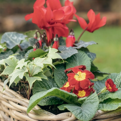 Grey Willow Small Window Box Planter ‘Rich Red' - image 4