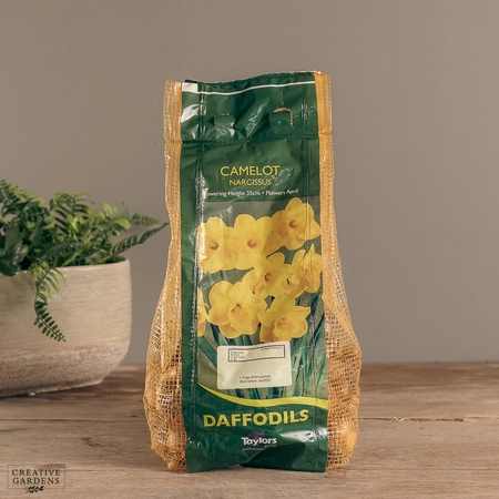 Narcissi Camelot Carri-Pack