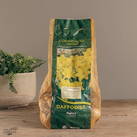 Narcissi Cornish Gold Carri-Pack