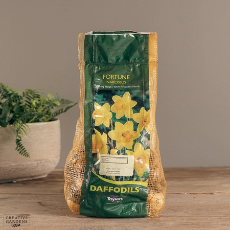 Narcissi Fortune Carri-Pack