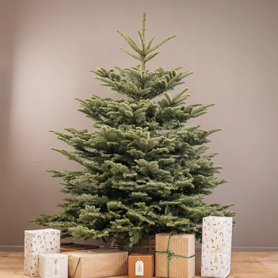 Noble Fir Real Christmas Tree