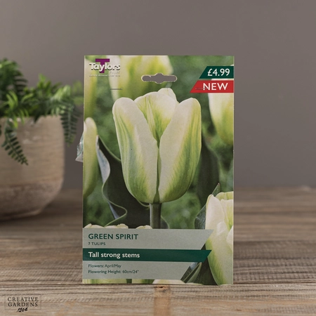 Tulip Green Spirit