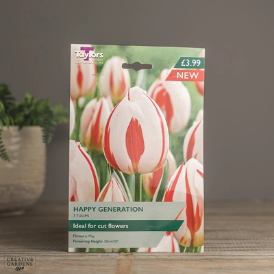 Tulip Happy Generation