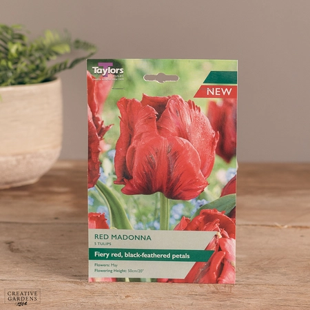 Tulip Red Madonna