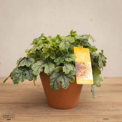 Creative Gardens Heuchera 'Indian Summer' - 3 Ltr Pot - Mixed
