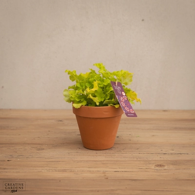 Creative Gardens Heuchera - Mixed - 12cm
